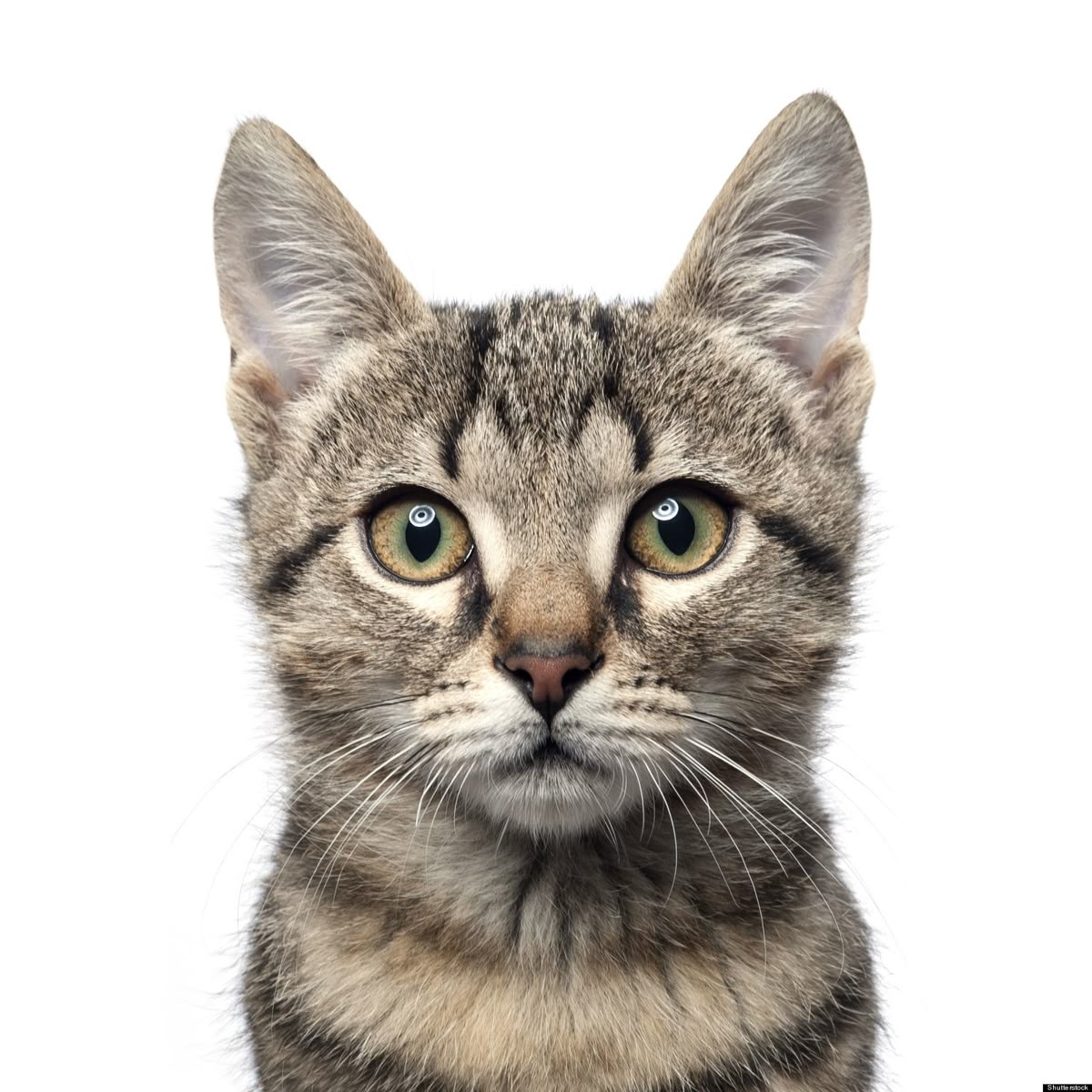 Meowzart