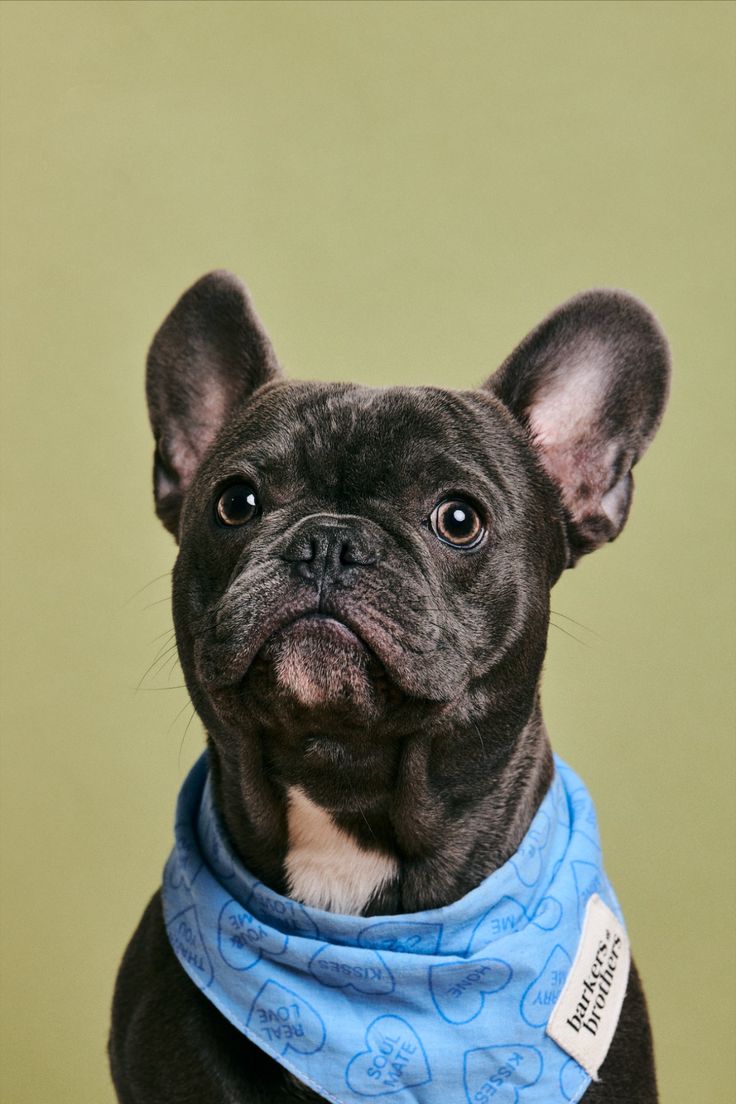 Bark Ruffalo