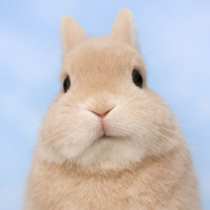 Bun Jovi